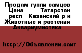 Продам гуппи самцов › Цена ­ 15 - Татарстан респ., Казанский р-н Животные и растения » Аквариумистика   